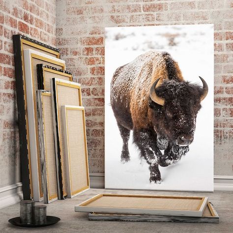 #homeliving #homedecor #walldecor #wallartframe #americanbuffaloart #buffalocanvas #buffalodecor #buffalopainting #buffalogiftsart #buffalolargedecor #buffalodesignart #buffalowalldecor #buffaloprint #extralargewallart #canvasart #canvaswallart Buffalo In Snow, Bison Artwork, Baltimore Wall Art, Buffalo Pictures, Buffalo Art Print, Bison Photography, Buffalo Wall Art, Buffalo Painting, Bison Art