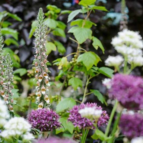 Foxglove Companion Plants, Goats Beard, Icelandic Poppies, Plants To Grow, Magical Home, Mom Ideas, Hummingbird Garden, Pink Foil, Flower Spike