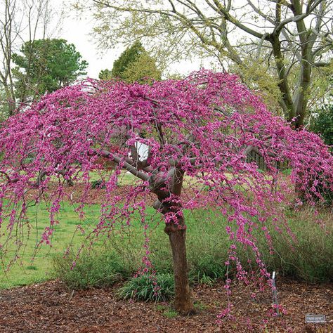 Weeping Redbud Tree, Ruby Falls Weeping Redbud, Weeping Redbud, Weeping Trees, Ruby Falls, Eastern Redbud, Redbud Tree, Yard Ornaments, Tree Pruning