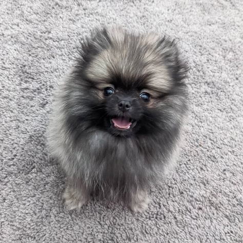 Wolf Sable Pomeranian - Your Complete Breed Guide - The Goody Pet Wolf Sable Pomeranian, Pomeranian Colors, Gray Wolves, Dream Puppy, Long Haired Dogs, Pomeranian Dog, Pomeranian Puppy, Grey Wolf, A Wolf