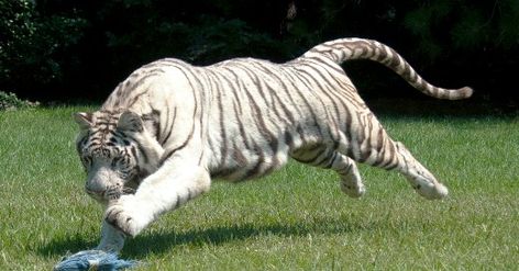 White Siberian Tiger, Tiger Running, Tiger Video, Big Cat Tattoo, Running Photos, Cat Species, Tiger Pictures, Wild Tiger, Cat Reference