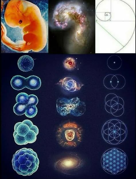 Sacred Geometry Meanings, Geometry In Nature, Astronomy Facts, Astronomy Science, Sacred Science, Sacred Geometry Symbols, Cool Science Facts, Sacred Geometry Art, Spirit Science