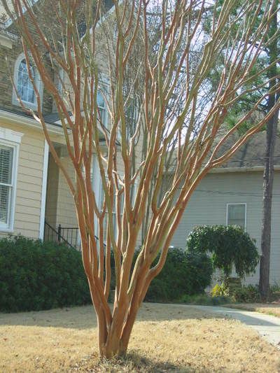 Crepe Myrtle Pruning Step-by-Step Pruning Crepe Myrtles, Crepe Myrtle Trees, Myrtle Tree, Crepe Myrtle, Meteor Garden 2018, Crape Myrtle, Garden Route, Garden Trees, Covent Garden