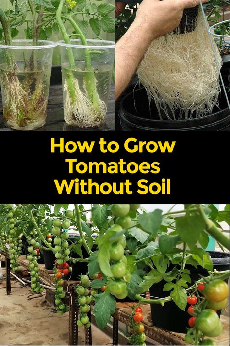 Tomato Hydroponics, Hydroponic Tomatoes, Plant Grafting, Secret Apps, How To Grow Tomatoes, Regrow Vegetables, Gardening Food, Garden Goddess, Garden Winter