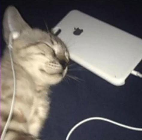 Playlist Covers Photo Chill, Cat Crying, Music Cover Photos, Playlist Covers Photos, Clowns Funny, Music Pics, Silly Cats Pictures, Playlist Covers, Cat Icon