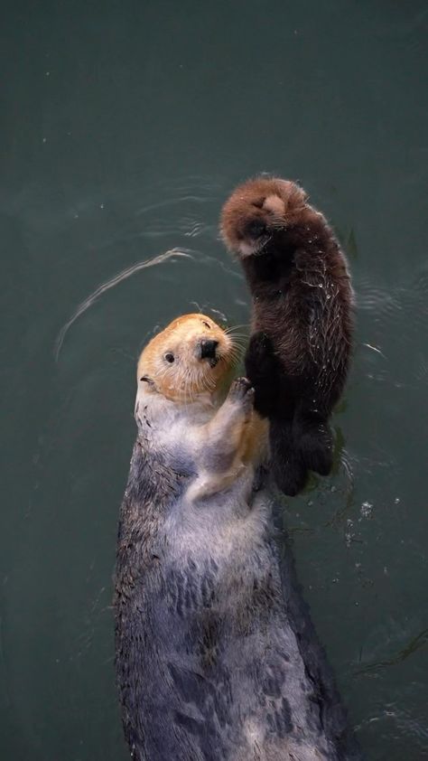 Ash | Mama otter and her fluffy baby.. 🦦🥹 #california #morrobay #seaotters #otters #otterpup #ocean #sonyalpha | Instagram Baby Sea Otters, Otter Pup, Science Girl, Otters Cute, Baby To Sleep, Sea Otter, Animal Planet, Otters, Baby Sleep