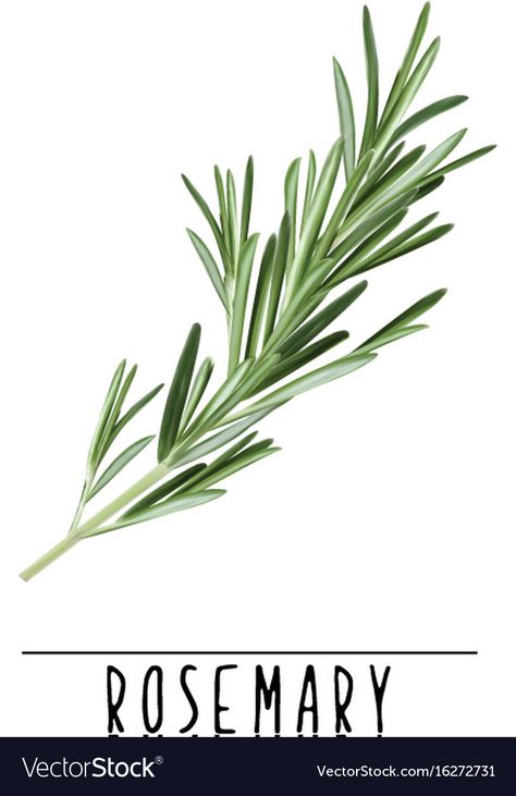 Rosemary Illustration Botanical, Rosemary Painting, Rosemary Drawing, Rosemary Photography, Rosemary Illustration, Rosemary Art, Herbs Watercolor, Herb Illustration, Auguries Of Innocence