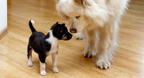 Properly introducing a puppy to an older dog is important in ensuring they connect. Try these steps to help an older dog accept a new puppy into the household. Bringing Home Puppy, Disabled Dog, Big Puppies, Smooth Transitions, Best Puppies, Miniature Dogs, Dog Help, Older Dogs, Dog Chew Toys