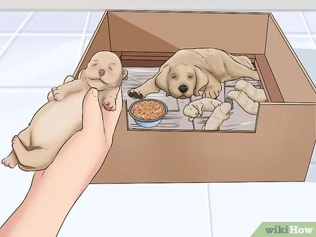 How To Care For Newborn Puppies, Puppy Breeding, Newborn Puppy Care, Puppy Whelping, Dog Whelping, Dog Whelping Box, Breeding Business, Dog Breeding Business, Newborn And Dog