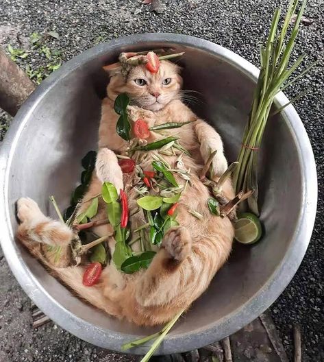 7 Irresistible Homemade Cat Recipes Funny Cat Photos, Cat Dishes, Cat Hacks, Homemade Cat, Silly Cats Pictures, Cat Icon, Cat Recipes, Ginger Cats, Funny Animal Memes