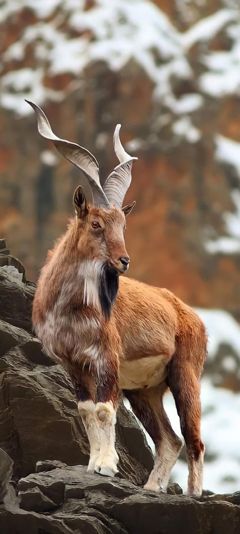 Ibex Goat, National Animal, Mountain Goat, Rare Animals, Majestic Animals, Animal Sketches, Animal Tshirt, Animals Of The World, Animal Planet