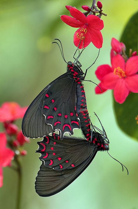 Photo Papillon, Interesting Insects, Fairchild Tropical Botanic Garden, Black Butterflies, Two Butterflies, Art Papillon, Butterflies Art, Butterfly Species, Moth Caterpillar