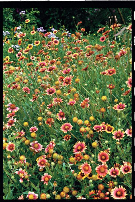 Blanket Flower Summer Blooming Flowers, Blooms All Summer, Enchanted Gardens, Blanket Flower, Drought Tolerant Landscape, Low Maintenance Landscaping, Rock Garden Landscaping, Wildflower Garden, Flower Landscape