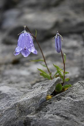 niedliche glockenblume (campanula cochleariifolia) by no fotos, via Flickr. Always on the rocks near the north shore of Lake Superior. Flower Growing, Water Droplets, Purple Flower, Beautiful Blooms, A Rock, Ikebana, Love Flowers, Nature Beauty, Pretty Flowers