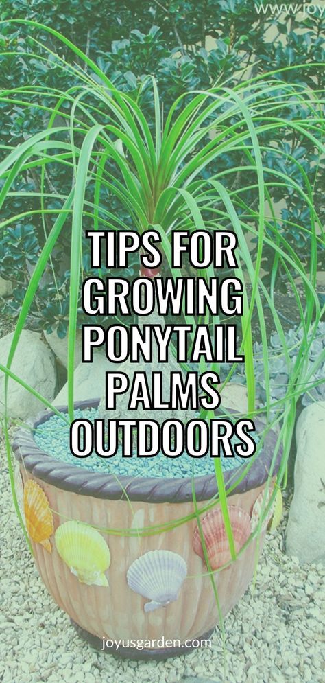 Outdoor Palms In Pots, Ponytail Plant In Pot, How To Take Care Of A Pony Tail Palm, Ponytail Palm Outdoor, Pony Palm Plant, Palm Trees In Pots Outdoors, Ponytail Plant Care, Ponytail Palm Care Indoor, Ponytail Plant