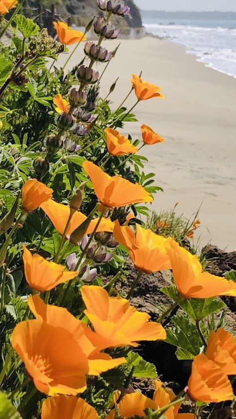 Garden In Yard, Poppy California, Orange Poppy Flower, California Poppy Tattoo, Cradle Decoration, Poppy Flower Art, Orchid Photography, State Flowers, California Wildflowers