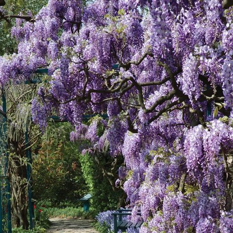 American Wisteria 'Amethyst Falls'. Wisteria frutescens. 15' tall. Blooms in May. Wisteria Forest, Wisteria Amethyst Falls, Perennial Bushes, Wisteria Sinensis, Wisteria Plant, Wisteria Tree, Stunning Flowers, Garden Vines, Have Inspiration