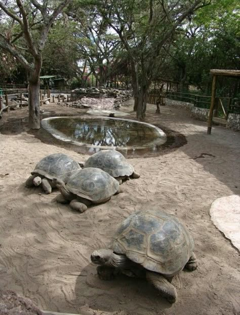 Aldabra Tortoise Enclosure Russian Tortoise Diet, Tortoise Food, Tortoise Enclosure, Russian Tortoise, Tortoise Care, Tortoise Habitat, Baby Tortoise, Desert Tortoise, Sulcata Tortoise