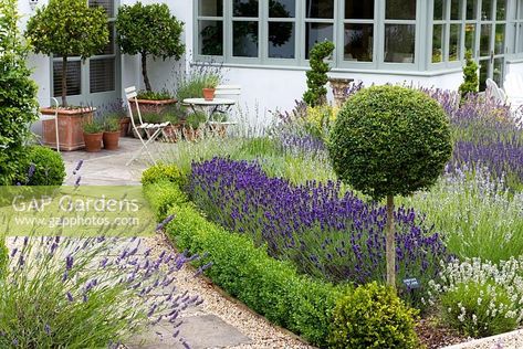 A path leads past box edged borders of lavender and privet standard, to patio seating area with bay trees and lavenders in pots. Box Hedge, Bay Trees, Boxwood Landscaping, Garden Pathways, Boxwood Garden, Patio Seating Area, Garden Obelisk, North Garden, Herb Garden Design