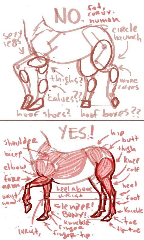 Human With Animal Legs, How To Draw A Centaur, Horse Drawing Reference, Centaur Drawing, Horse Base, Horse Poses, Horse Anatomy, Art Advice, Animal Anatomy