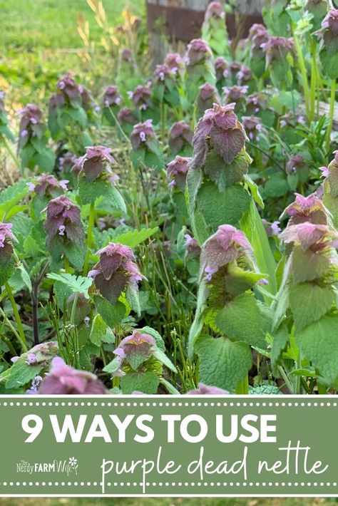 Purple Dead Nettle, Nettle Tincture, Medicinal Wild Plants, Medicinal Weeds, Vegetable Beds, Wild Food Foraging, Herbal Remedies Recipes, Medicinal Herbs Garden, Medicinal Garden