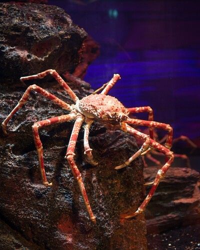 Unique Marine Animals, Crab Reference, Phylum Platyhelminthes, Red King Crab, Sea Spider, Deep Sea Life, Red King, Deep Sea Creatures, Leagues Under The Sea