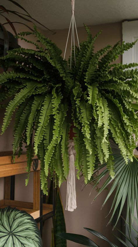 Boston ferns bring feathery elegance to any indoor garden. They love humidity and make the perfect air purifiers! #bostonfern #greenthumb Boston Fern Indoor, Boston Fern, Best Plants, Container Gardens, Air Purifiers, Cool Plants, Growing Plants, Plant Lover, Indoor Garden