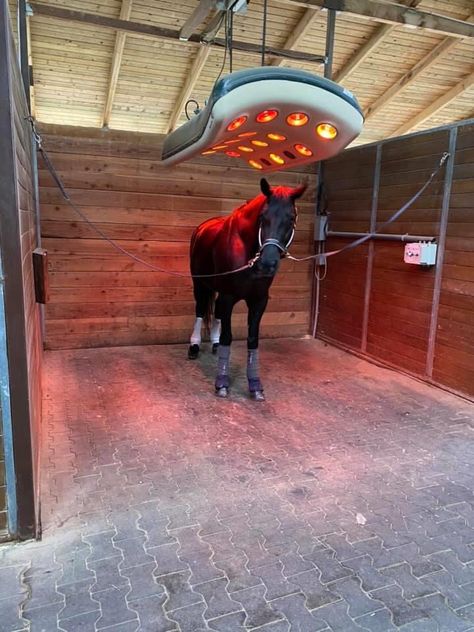 Fancy Equestrian Facility, Horse Breeding Facility, Horse Stables Aesthetic, Fancy Horse Barns, Horse Barn Designs Layout, Horse Stable Ideas, Horse Solarium, Horse Barn Interior, Horse Feed Room