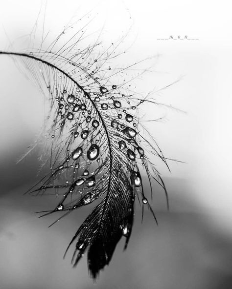 White Flower Pictures, Black And White Flower Tattoo, Abstract Art Images, Beautiful Art Paintings, Abstract Pictures, Feather Art, Floral Photography, Abstract Photos, Black Feathers