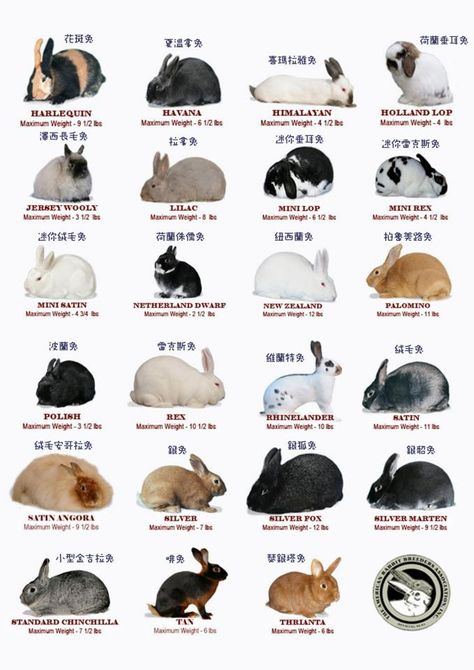 rabbit breed chart Different Bunny Breeds, 4h Bunny Project, Meat Chickens Breeds, Bunny Breeds, Rabbit Information, Show Rabbits, Rabbit Farm, Meat Rabbits, Bunny Hutch