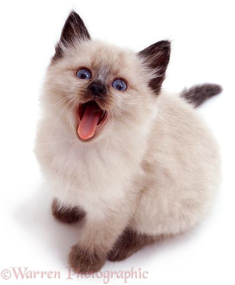 Colourpoint Siamese kitten looking up and yawning Siamese Kitten, Angora Cats, Cat Background, Kitten Photos, Siamese Kittens, Beautiful Cat Breeds, Most Beautiful Animals, Cat Pose, Most Beautiful Cat Breeds