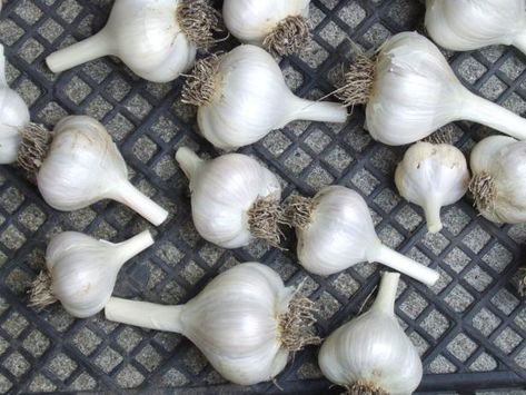 Preserve your garlic harvest—or a bonus buy you found at the local market—by freezing. Learn how to freeze garlic safely. Freeze Garlic Cloves, Can You Freeze Garlic, Freezing Garlic, Fall Hanging Baskets, Harvesting Garlic, Freezing Vegetables, Garlic Bulbs, Garden Mum, Fall Planting