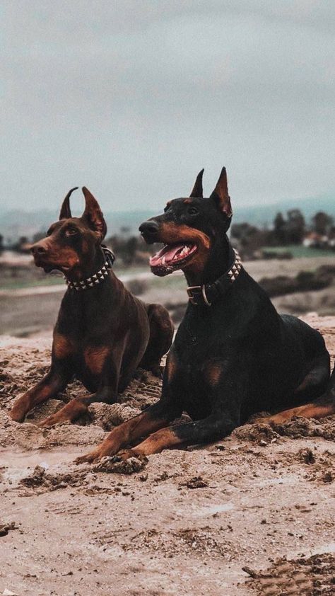 Doberman Dogs, Doberman, Dog Breeds, To Look, Dogs, Black