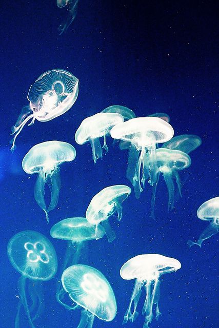 Jellyfish Photo, Cnidaria, Life Under The Sea, Sea Slug, Jelly Fish, Deep Blue Sea, Sea Level, Zoology, Sea And Ocean