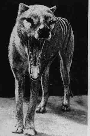 Thylacine (Benjamin?) with an open mouth. Their long snout and row of sharp teeth make them very distinctive. It's easy to see why Thylacines (aka Tasmanian tigers) are many peoples' favorite extinct animal. Wildlife Sketches, Tasmanian Tiger, Scary Animals, Australian Wildlife, Interesting Animals, Extinct Animals, Unusual Animals, Rare Animals, Endangered Animals