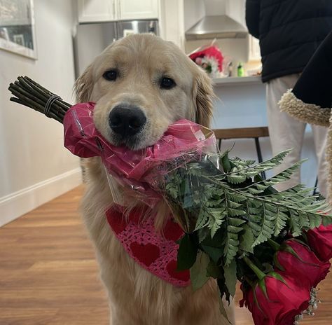 Golden Retriever Illustration, Golden Retriever Christmas, Golden Puppies, Vibrant Bouquet, Golden Puppy, Dogs Lover, A Golden Retriever, Dog Blog, Golden Retriever Puppy