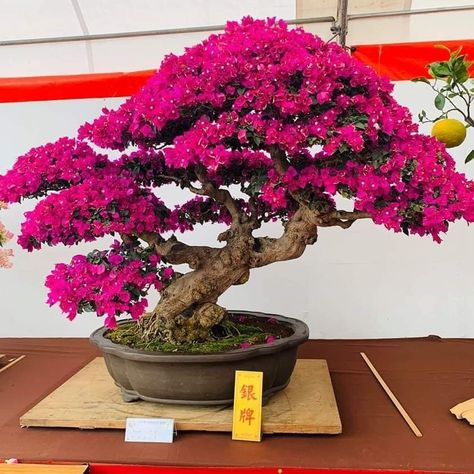 Bonsai Bougenvile, Bougainvillea Bonsai, Bonsai Fruit Tree, Japanese Bonsai Tree, Bonsai Forest, Pre Bonsai, Bonsai Tree Types, Bonsai Techniques, Bonsai Tree Care