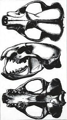 Badger skull Badger Skull, Coyote Drawing, American Badger, Skull Bones, Vulture Culture, Point Reyes, Environmental Education, Mule Deer, Wood Carving Patterns