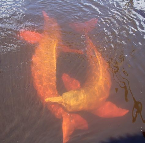 Wildlife Photo of the Day - June 11, 2017: Amazon River dolphin in the Rio Negro, Brazil. Simple Dollhouse, Spotify Pictures, Amazon River Dolphin, Unknown Creatures, Weird Aesthetic, River Dolphin, Amazon River, Animal References, Travel Diaries