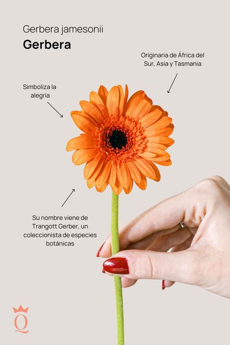 Conocida por sus pétalos grandes y brillantes, la #Gerbera es un símbolo de alegría y optimismo 🍀 #FloraQueen #Flower #Bouquet Gerbera Bouquet, Gerbera Jamesonii, Gerbera Flower, Flower Meanings, Flower Therapy, Language Of Flowers, My Flower, Pretty Flowers, Diy Garden