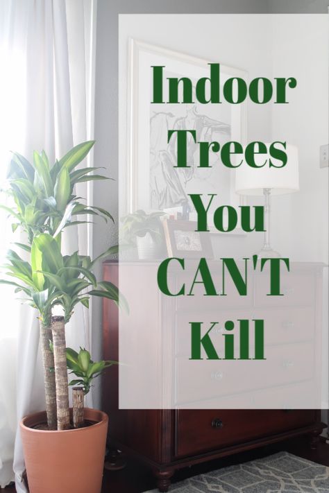 Big Plants In Living Room Ideas, Easy Care Large House Plants, Easy Care Indoor Trees, Tall Plant Living Room Decor, Easy Large Indoor Plants, Easy Big Plants Indoor, Tree Like House Plants, Indoor Tree Plants Living Rooms, Tall Bedroom Plants