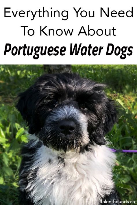 Water Dog Portuguese, Portugese Water Dogs Puppy, Portuguese Water Dogs, Portuguese Water Dog Puppy, Portugese Water Dogs, Dog Boredom, Cats Name, Working Dogs Breeds, Expensive Dogs