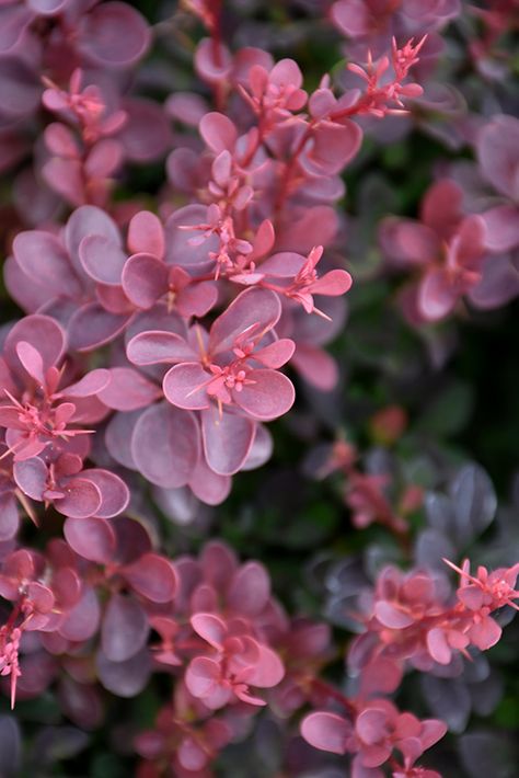 Japanese Barberry Shrub, Burgundy Garden, Berberis Thunbergii, Japanese Barberry, Garden Border Edging, Dark Foliage, Low Water Gardening, Goth Garden, Alpine Garden