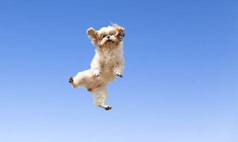 22 Dogs Jumping For Joy! - Dogtime Dogs Jumping, Jumping Pictures, Animal Writing, Jumping Dog, Dog Jumping, Jumping For Joy, Dog Activities, Funny Dog Videos, Dog Drawing