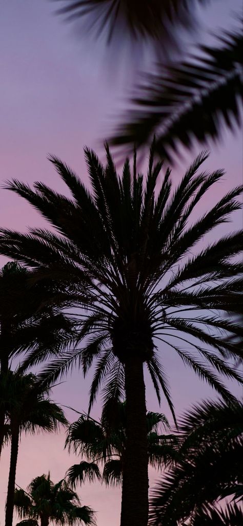 Iphone Wallpaper Hd Original, Tree Wallpaper Iphone, Palm Trees Wallpaper, Cool Pictures For Wallpaper, Crazy Wallpaper, Cool Backgrounds Wallpapers, Scenery Pictures, Pretty Backgrounds, Wallpaper Nature Flowers