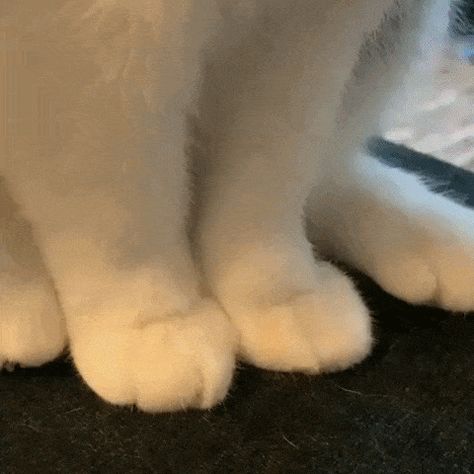 Animated GIF - Find & Share on GIPHY Baby Animal Videos, Cute Cat Gif, Cat Aesthetic, Cat Paws, Cute Little Animals, Cat Gif, Baby Cats