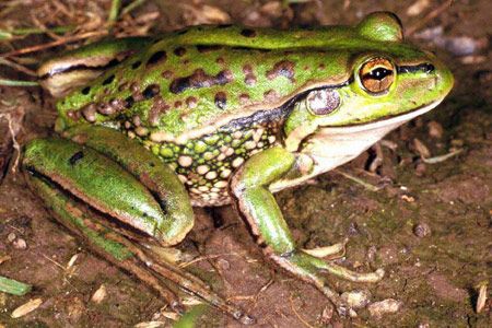 Growling Grass Frog (Litoria raniformis) Copyright Julian Bentley. Photograph by Julian Bentley. Poisonous Animals, Common Frog, Amazing Frog, Frog Pictures, Frog Art, A Frog, Green Frog, Frog And Toad, Tree Frogs