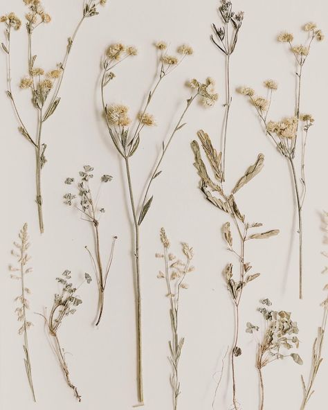 Dried wildflowers in neutral colors by Paper and Fig. Dried Flowers Aesthetic, Dried Wildflowers, Flower Desktop Wallpaper, Beautiful Ruins, Magazine Images, Still Life Photos, Happy Thanksgiving Quotes, Flowers Aesthetic, Aesthetic Quotes