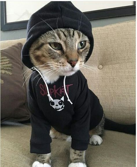 Carry On Jatta 3, Heavy Metal Cat, Emo Cat, Punk Cats, Cat Costumes, Cat Aesthetic, Slipknot, Cute Cats And Dogs, Silly Cats