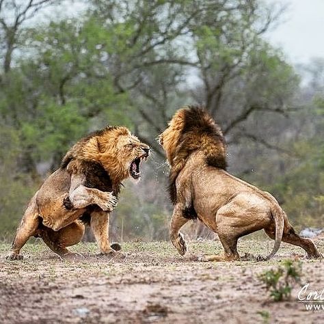 Amazing capture 😨 of 2 male lions battling. . A male Lions role is to protect the pride, pride territory and reproduce with the lionesses.… Asiatic Lion, Animals Crossing, Lions Photos, Lion Images, Male Lion, Lion Pictures, African Lion, Majestic Animals, African Animals